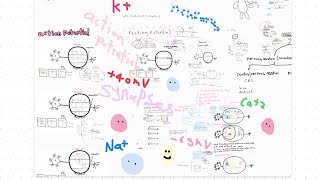 Neuron structure and action potential mechanism explained in details full course [upl. by Lashond736]