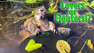 HUGE Snapping Turtles  Fighting or Mating [upl. by Aronle]