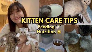 Kitten Care Tips How to feed kitten nutrition [upl. by Ardnosak]