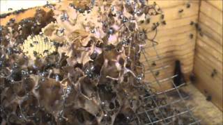 Trigona Stingless Native Beehives 5 Hockingsi vs Carbonaria Tetragonulas [upl. by Tiga]