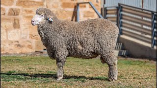 Adelaide Ram Sale Greenfields Lot 15 [upl. by Marmion830]