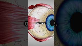 Human facial nerves 3danimation anatomy meded school schoollife anatomia nerve [upl. by Ilehs425]