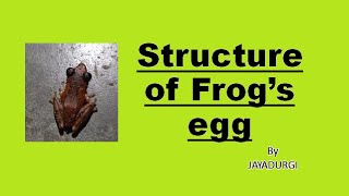 Structure of Frogs egg Telolecithal egg Jelly layer functions [upl. by Yardna]