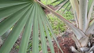 Latania lontaroides  The Red Latan Palm From Reunion Island [upl. by Roderica]