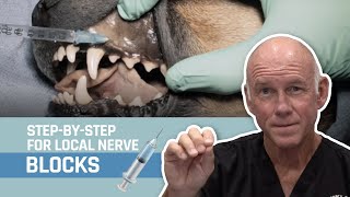 Veterinary Dentistry  Nerve Blocks for Oral Surgery for Dogs and Cats [upl. by Odilia]