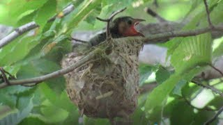 Redeyed Vireos Feed Cowbird Nestling [upl. by Orian510]