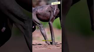 Why is This Baboon Losing its Fur shorts animals baboon [upl. by Brawley573]