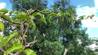 Growing PASSION FRUIT  PASSIFLORA EDULIS [upl. by Remoh833]