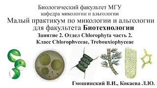 Малый практикум для студентов фта Биотехнологии 3 занятие Отдел Chlorophyta 2 часть [upl. by Imoan]