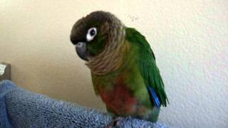 Gracie the green cheek conure talking [upl. by Pillsbury]