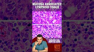 MALT Mucosa Associated Lymphoid Tissue  secondary lymphoid Organ  NEET BIOLOGY neet science [upl. by Nela]