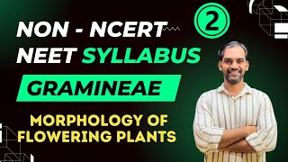 Gramineae  Non NCERT NEET Syllabus  Morphology of Flowering Plants [upl. by Trudnak]