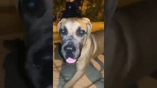 ماستيف هب مصر  Mastiff Hub Egypt  Boerboel [upl. by Ytrebil]