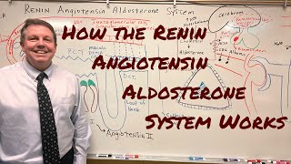 Renin Angiotensin Aldosterone System [upl. by Retsek84]