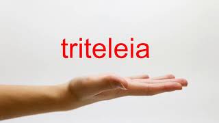 How to Pronounce triteleia  American English [upl. by Bandeen]