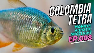 Colombian Tetra Mini Piranha Lookalike deep dive care guide  MAS Ep 8 [upl. by Gnoht]