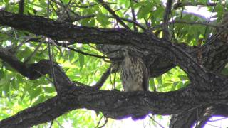 BroadWinged Hawk Calling [upl. by Averat]