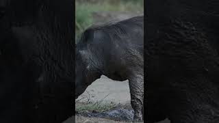 Warthog having a mud bath🥰 [upl. by Laamaj441]