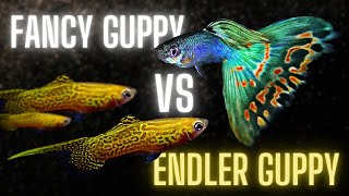 Endler Guppy vs Fancy Guppy – What are the Differences and Similarities [upl. by Uhile]