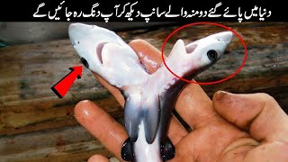 2 Headed Shark Attack Found In The World  Amimals Valley [upl. by Niala]