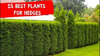 15 BEST PLANTS FOR HEDGES 🍀 IDEAS landscaping design [upl. by Lawtun]