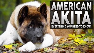 AKITA 101 Everything You Need To Know About The AMERICAN AKITA [upl. by Fannie]