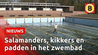 Das pas een grote schoonmaak Zwembad Wolfslaar wordt klaar gemaakt voor de zomer [upl. by Anselme973]