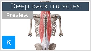 Deep muscles of the back attachments innervation and functions preview  Human Anatomy  Kenhub [upl. by Enidaj966]