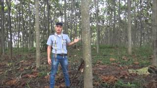 Como realizar un inventario forestal [upl. by Odarnoc505]