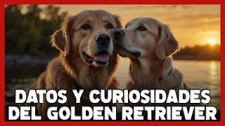 GOLDEN RETRIEVER 10 Características Cuidados y Curiosidades sobre esta raza🐾 [upl. by Airbmat]