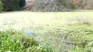 Sounds of New Zealand  Papawai frogs [upl. by Hogarth24]