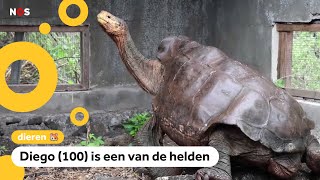 15 schildpadden hebben hun eigen soort gered [upl. by Vipul437]