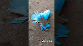 LOTON KABUTOR KA VIDEOS PIGEON STATUS 😍🕊️😘👀 birds short [upl. by Lydell]