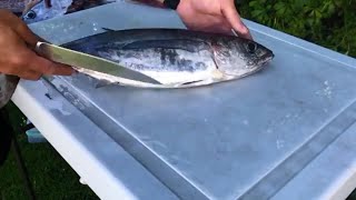 How to Fillet Albacore Tuna [upl. by Nahum610]