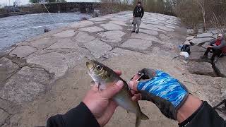 Río Merrimack pesca de STRIPED BASS  Temporada de pesca en massachusetts [upl. by Hamachi766]