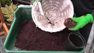 Planting Begonia Corms [upl. by Annaer]