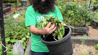 The First Steps to Composting  with Costa Georgiadis [upl. by Euqinotna]