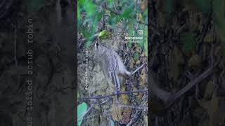 Rufous tailed scrub robin JamnagarGujarat birding guide 8200420297 [upl. by Einnek]