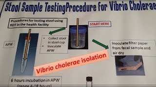 Stool sample testing procedure for Vibrio Cholerae [upl. by Augusta]