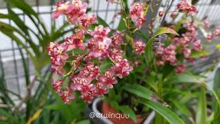 Oncidium Twinkle Pink Profusion [upl. by Doersten]