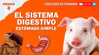 FISIO2UNIDAD3SISTEMADIGESTIVOSIMPLE [upl. by Tai]