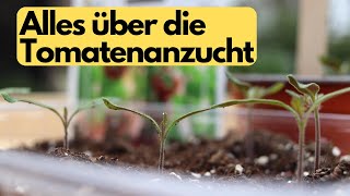 Tomaten richtig und einfach aussäen Tipps zur Anzucht ohne viel Aufwand [upl. by Nomannic]