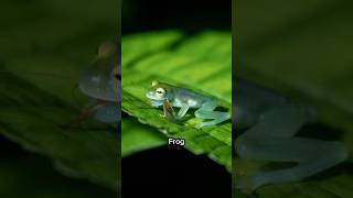 The Glass Frog 🐸 – The Frog You Can See Right Through🌿 [upl. by Bonn]