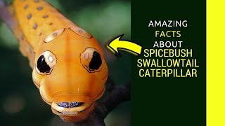 Spicebush swallowtail caterpillar facts Swallowtail caterpillar sting and life cycle [upl. by Meuser791]