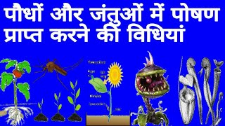 पौधों और जंतुओं में पोषण प्राप्त करने की विधियां  vanaspati me poshan study biology [upl. by Jase]