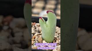 conophytum 코노피튬 다육식물코리아다육키핑장 [upl. by Sosna]