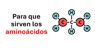 Para que sirven los aminoacidos [upl. by Jepum]