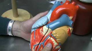 Heart Anatomy Part 1 [upl. by Kerek787]