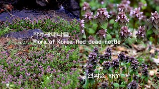 자주광대나물  Flora of Korea Red dead nettle [upl. by Ayitahs973]