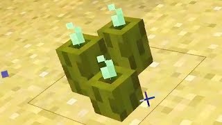 Everything About Sea Pickles In Minecraft [upl. by Frasier]